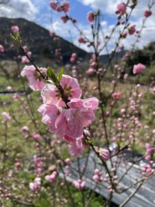 高知　大豊町　ペットOK　一棟貸し　ガルバンゾハウス