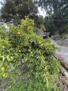 高知　大豊町　ペットOK　一棟貸し　ガルバンゾハウス